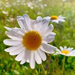 Auch die zarte Margerite gedeiht in den Almwiesen am Fuße des Gitsch