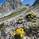 Im Schuttkar unterhalb der Dreifingerscharte gedeiht der leuchtende Alpenmohn