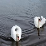 Sinnbilder der Reinheit und der Treue: Schwäne im Glittner See