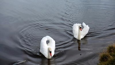 Sinnbilder der Reinheit und der Treue: Schwäne im Glittner See