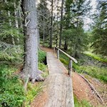 Bretterstege führen sicher durch das Moor