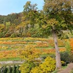 Durch die herbstlich gefärbte Landschaft von Klausen nach Feldthurns