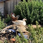 Hennen und Enten der Tarscher Alm Hütte 