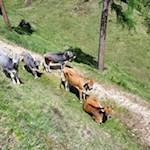 Zufriedene Weidekühe unterhalb der Plafötsch Alm