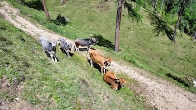 Zufriedene Weidekühe unterhalb der Plafötsch Alm