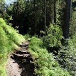 Im steten Anstieg durch den Wald