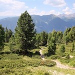 Von der Brunnerwiesen Alm führt die Wanderung über baumbestandene Hänge auf den Lutterkopf