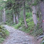 Abkürzung durch den Wald