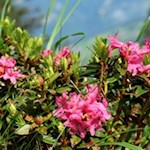 Die Alpenrose prägt wie keine andere Blume die Alpen