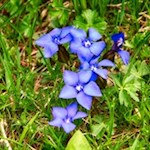 Am Wegesrand leuchtet der Frühlingsenzian