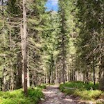 Durch den Wald zur Kerschbaumeralm