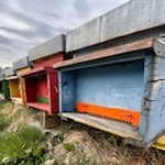 Auch fleißige Bienen sind in den Natzer Apfelwiesen anzutreffen