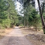 Die Wanderung zur Kehlburg führt durch den Wald