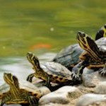 Schildkröten beim Sonnenbaden im lauschigen Arboretum