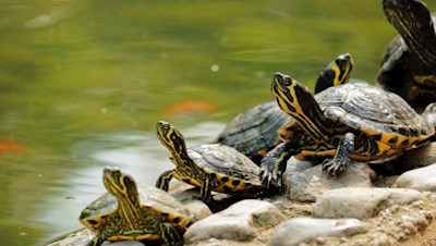 Schildkröten beim Sonnenbaden im lauschigen Arboretum