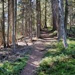 Im steten Anstieg durch den Wald