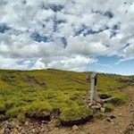 Scholer Bild Herz Jesu