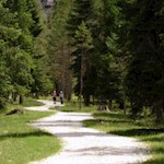 Der Weg wird von hohen Bäumen umsäumt