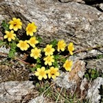 Zarte Bergblumen gedeihen am Wegesrand