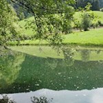 Der künstlich angelegte Schlossweiher wird von Fischen, Amphibien, Reptilien, Vögeln und Säugetieren bewohnt