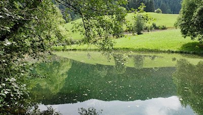 Der künstlich angelegte Schlossweiher wird von Fischen, Amphibien, Reptilien, Vögeln und Säugetieren bewohnt