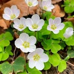 Der Pyramidenrundweg wird von Sauerklee umsäumt