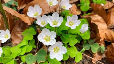 Der Pyramidenrundweg wird von Sauerklee umsäumt