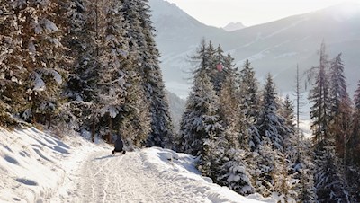 Manche fahren auch mit der Rodel zu Tale