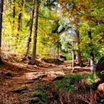Durch den herbstlich gefärbten Wald zu den Erdpyramiden