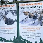 Auch im Winter werden Wald und Berge von Tieren bewohnt