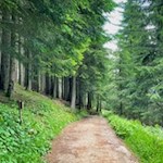 Von der Marinzenhütte führt ein sanfter Waldweg zur Schafstallhütte