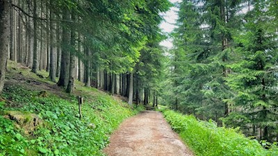Von der Marinzenhütte führt ein sanfter Waldweg zur Schafstallhütte