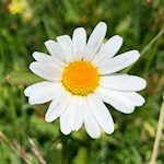 Margerite auf der Seiser Alm