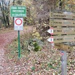 Auf dem Forstweg zurück nach Matschatsch