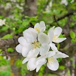 "Alles freuet sich und hoffet, wenn der Frühling sich erneut." (Friedrich Schiller)