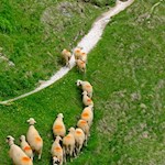 Seit Jahrhunderten treiben die Bauern ihre Schafe den Sommer über in luftige Höhen