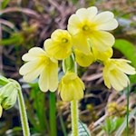 Im Frühling säumen Schlüsselblumen die Gader