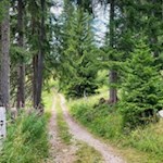 Sanft zieht sich der Waldweg zur Frommeralm