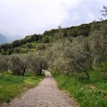 Der Waldweg geht alsbald in einen betonierten Weg über, der zur Ortschaft San Alessandro hinabführt