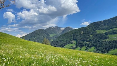 Wiesenidylle mit Blick auf den Zinseler