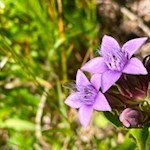 Deutscher Enzian auf dem Weg zur Almhütte Sot Pütia