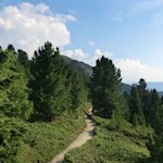 Immergrüne Zirben und Alpenrosen säumen den Weg zur Ochsenalm