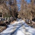 Allmählich legt die Lärche ihre Nadeln ab: Ohne diese kann sie nämlich einer Kälte von bis zu -40 Grad Celsius trotzen