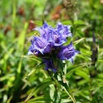 Schwalbenschwanzenzian