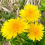 Löwenzahn am Tru do l’ega