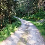 Durch lichte Waldstücke zur Busegge Alm