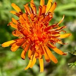 Gold-Pippau am Perlenweg