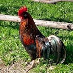 Kecker Hahn in Maria Saalen