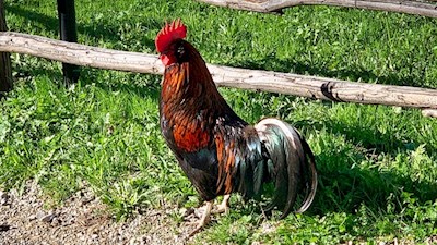 Kecker Hahn in Maria Saalen