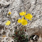 Alpine poppy 